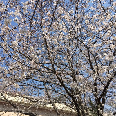 Hot emotion/東京ミステリーのジャケット写真