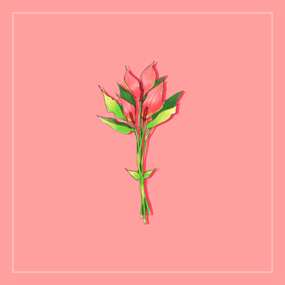 Anthurium Lily Front Cover