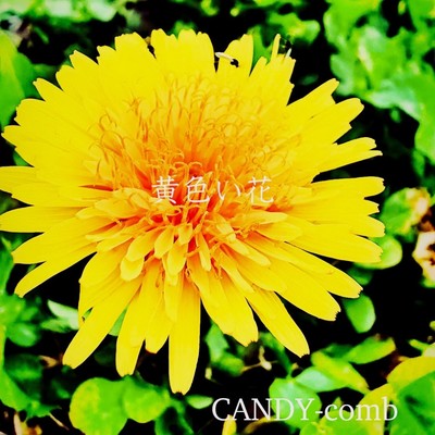 Dandelions Front Cover