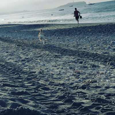 ザクロノアジのジャケット写真