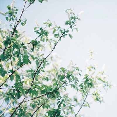 evergreen Front Cover