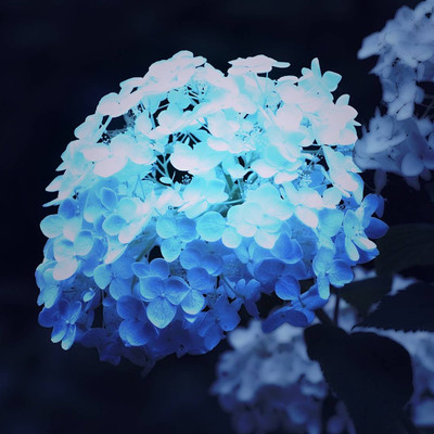 秘密のソワレのジャケット写真