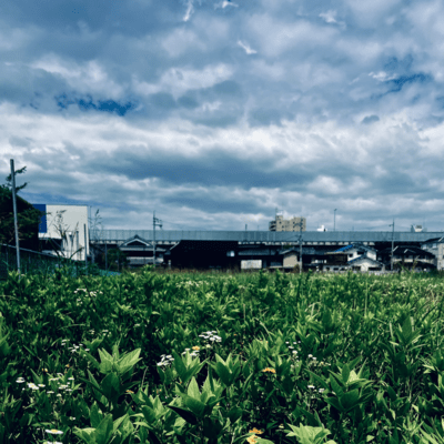 野草のジャケット写真