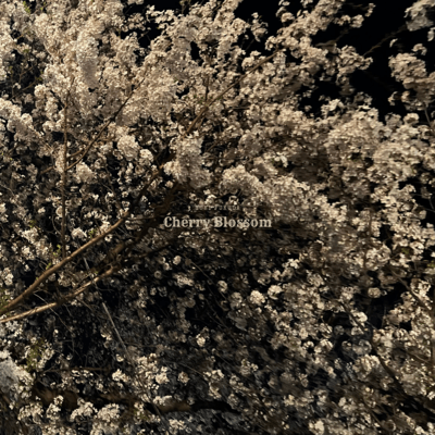 Cherry Blossom Front Cover