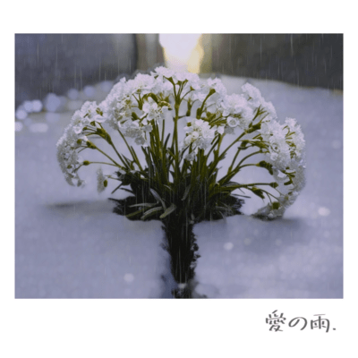 愛の雨のジャケット写真
