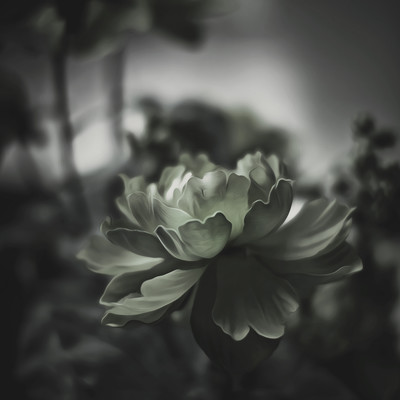 還り咲きのジャケット写真