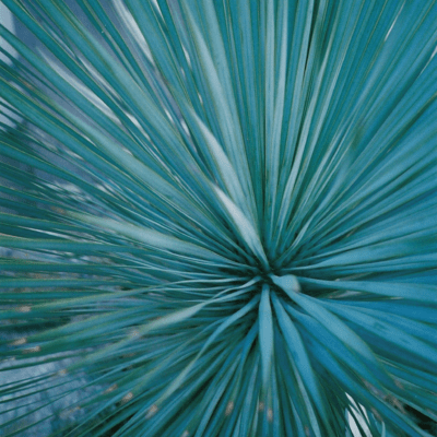 Plant Trilogy Front Cover