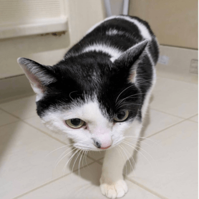 Li-kun with a big smile Front Cover