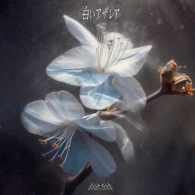 SHIROIAZAREA Front Cover