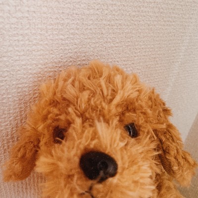 テディベアカットのジャケット写真