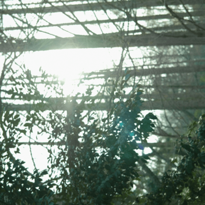 グリーンフィールドのジャケット写真