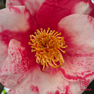 FRAGMENT of PRAYER <2> - Classic Front Cover