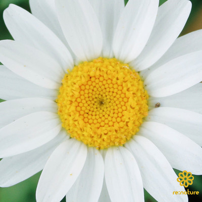 FRAGMENT of PRAYER 《3》- Sweet Memories in Confectionsのジャケット写真