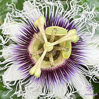 FRAGMENT of PRAYER <7> - in my dream Front Cover