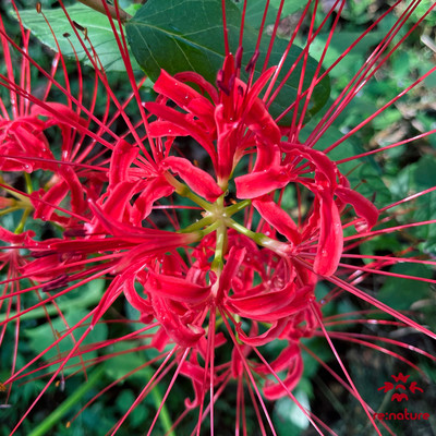 FRAGMENT of PRAYER <8> - Where I Belong Front Cover