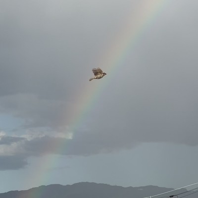 雨あがりのジャケット写真