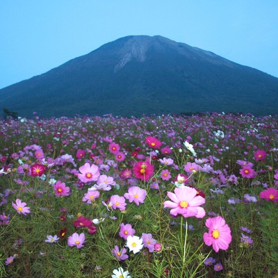 The flower garden Front Cover