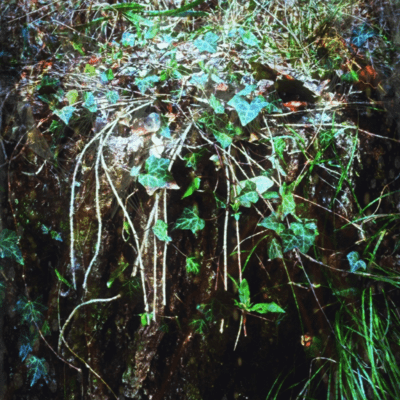 Silk ii Front Cover