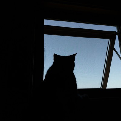 ニュースは絶対見ないのジャケット写真