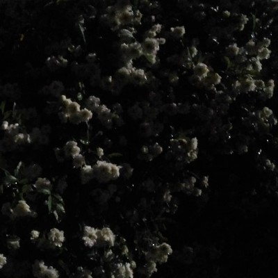 Insomnia Front Cover