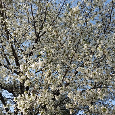 No More Labyrinth Front Cover