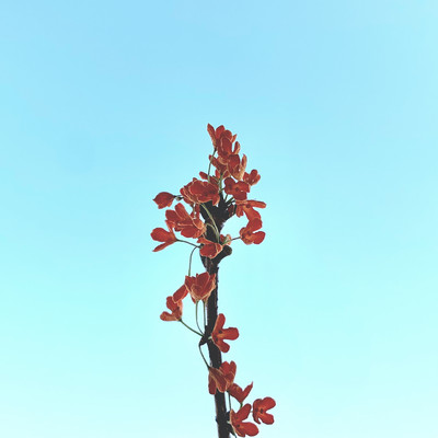 Kimmokusei Front Cover