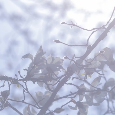 題名の無い恋のジャケット写真