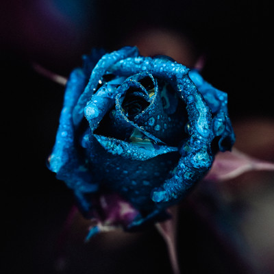 僕ら愛してるふりしてさのジャケット写真