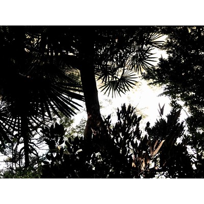 Forest fog Front Cover