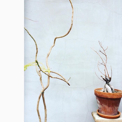 Plant Front Cover