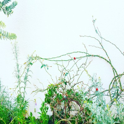 DAY DREAM Front Cover