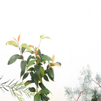 Dancing in her Dreams Front Cover