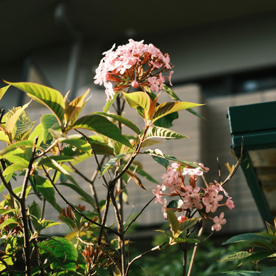 I will never forget You Front Cover