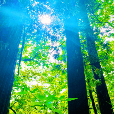 The Song of Life (Cover) Front Cover