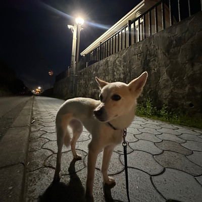 IKARISHIN抱のジャケット写真