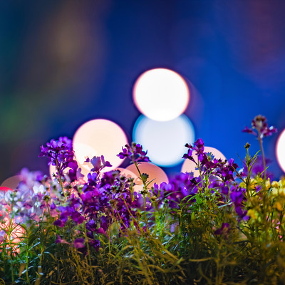 たった1つの願いのジャケット写真