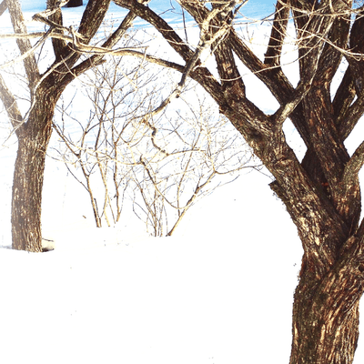 かのジャケット写真