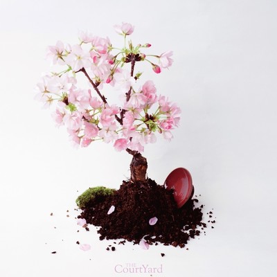 Shirohae Front Cover