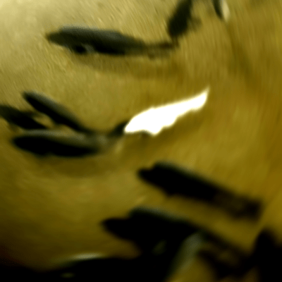 Bureのジャケット写真