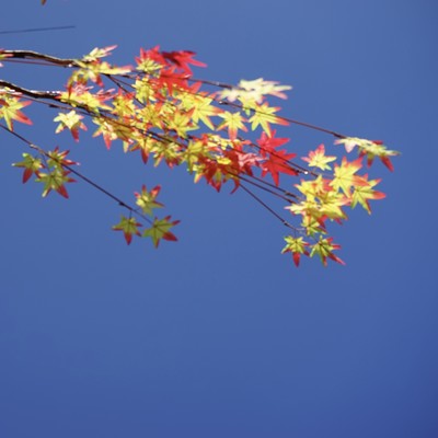 Sky of autumn Front Cover