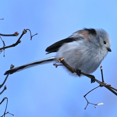 シングアロング (Remix2025)のジャケット写真