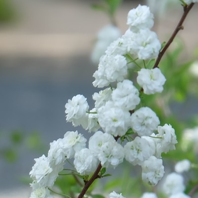 Heart of the Rock (Remix 2025) Front Cover