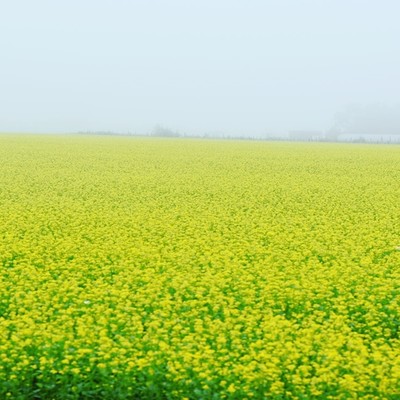 心のロック 英語版 (Remix2025)のジャケット写真