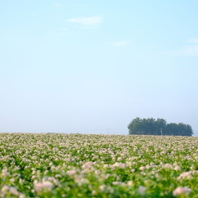 Good harvest Front Cover