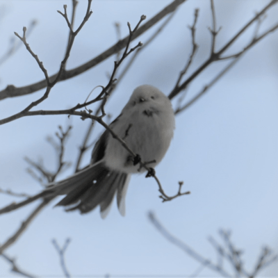 Long-tailed tit Front Cover