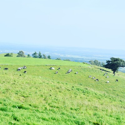 Song of the Heart Front Cover