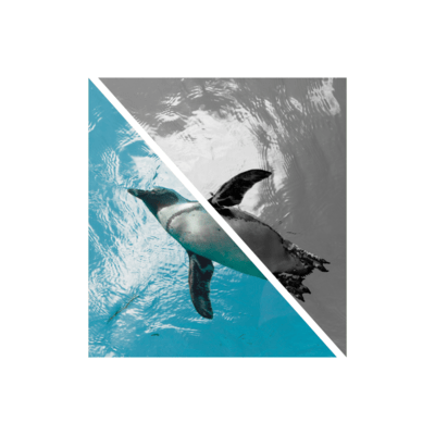ペンギンのジャケット写真