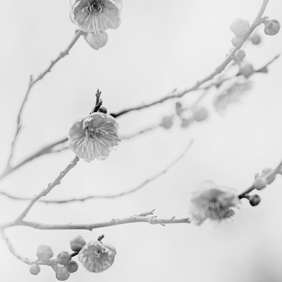 Song to blooming (feat. Meika Hime & Meika Mikoto) Front Cover