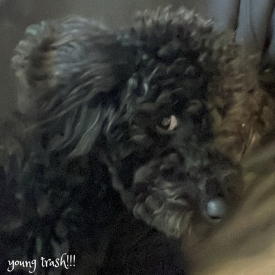 young trash!!! Front Cover