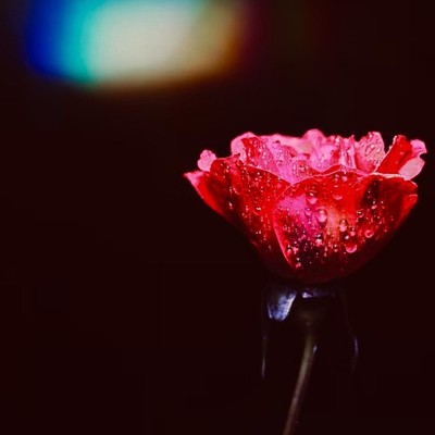 TRUE LOVE Front Cover